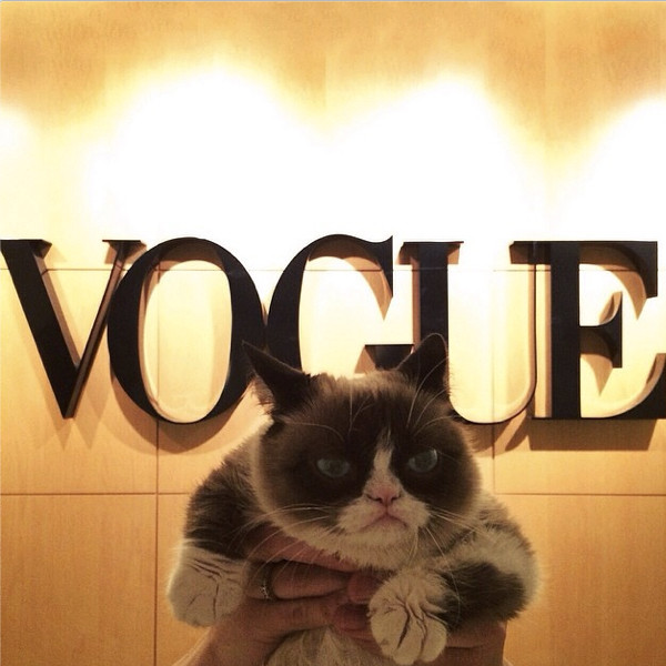 Grump Cat, Instagram Grump Cat, Instagram